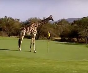 Leopard creek
