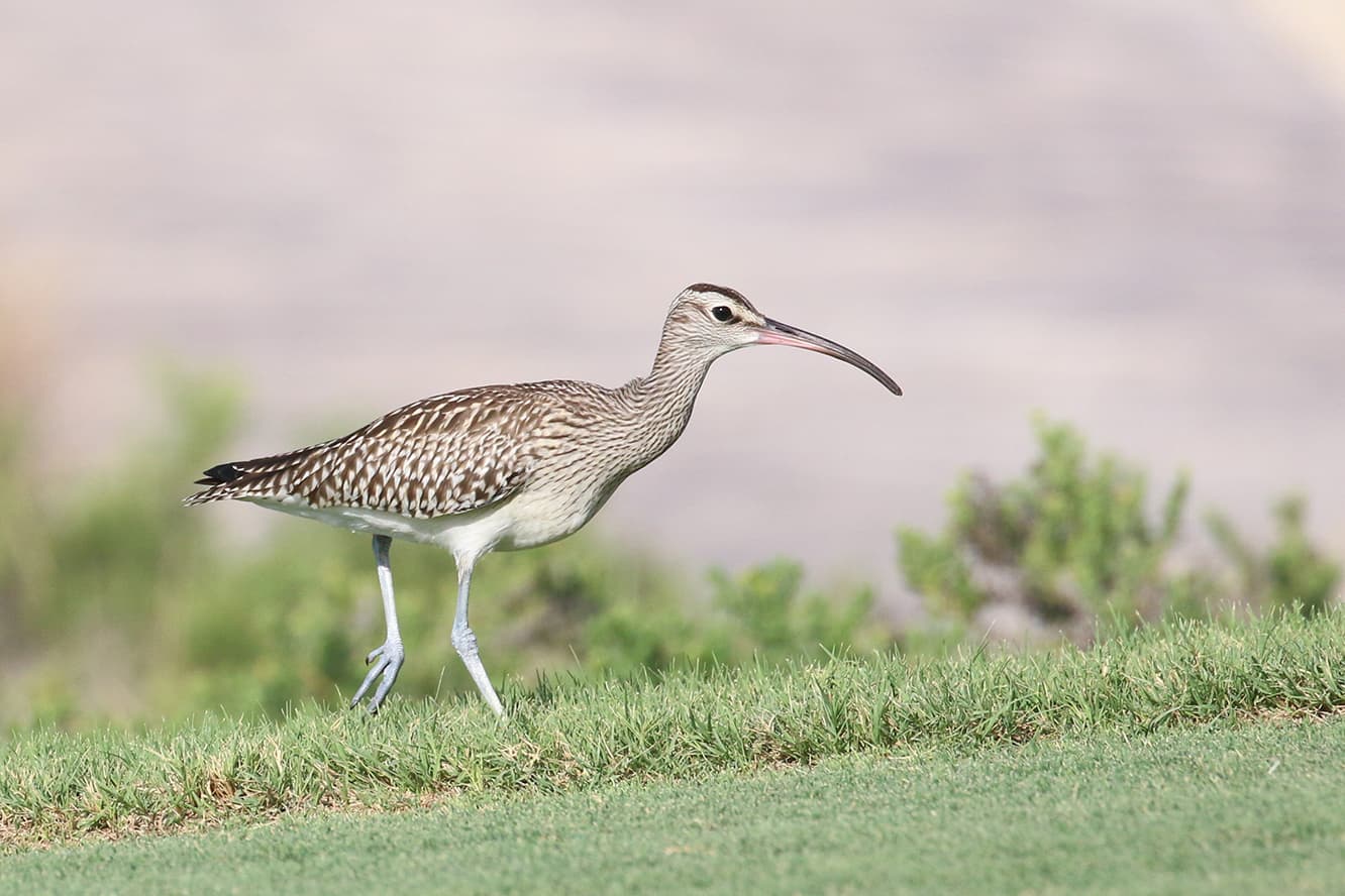 Steppe Whimbrel Saadiyat Beach